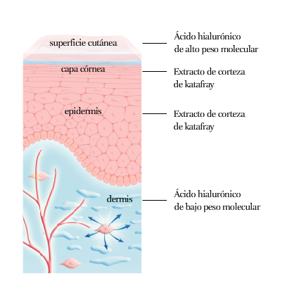 Las capas de la piel y donde actúa el ácido hialurónico.
