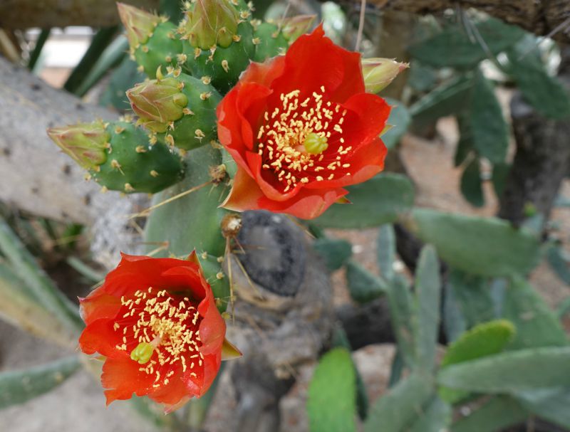 Flores de cactus Opuntia